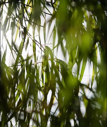 Greenery